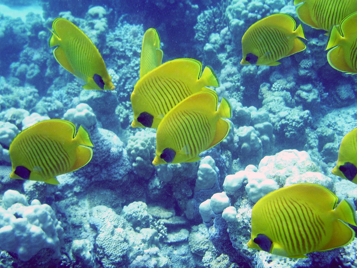Vetocean